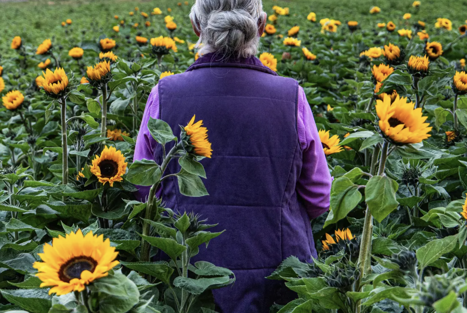 Sunphlowers