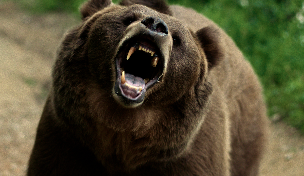 Review: Grizzly Night