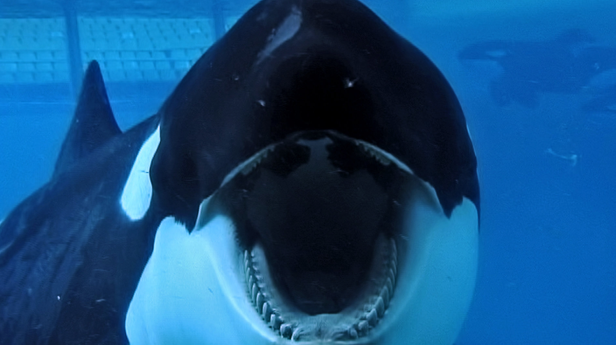 Review: Blackfish